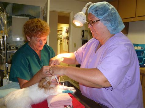 Loving care animal hospital - Home in Freeport, IL. Tender Loving Care Animal Hospital is your local Veterinarian in Freeport serving all of your needs. Call us today at (815) 235-1401 for an appointment.
